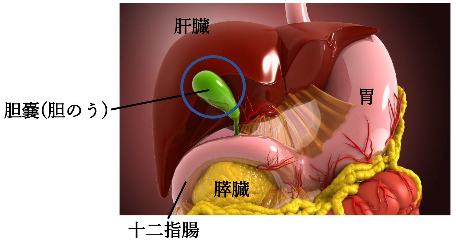胆石を | 胆石 正式名称 – ZRAVBE
