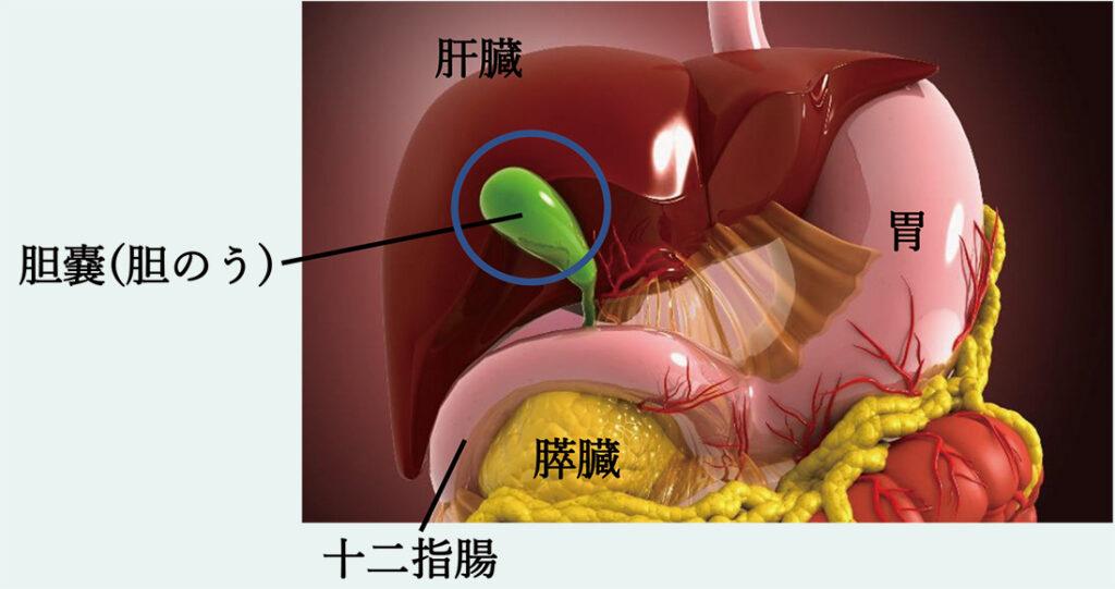 胆嚢（たんのう）について