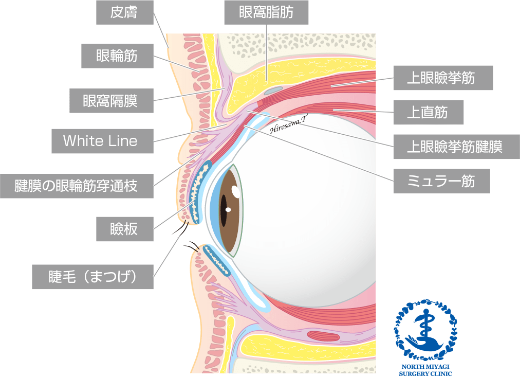 上眼瞼の構造